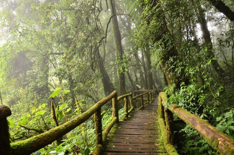 Chiang Mai: Pha Dok Siew Nature Trail & Doi Inthanon Trip - Why Pha Dok Siew is the heart of the day