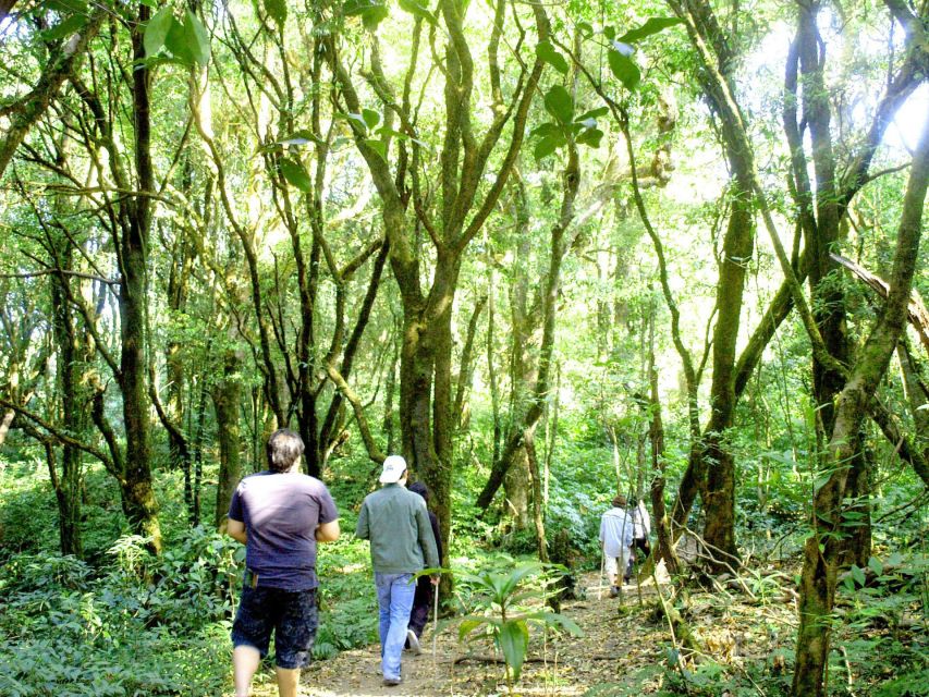 Chiang Mai: Pha Dok Siew Nature Trail & Doi Inthanon Trip - The forest, farms, and White Karen coffee stop