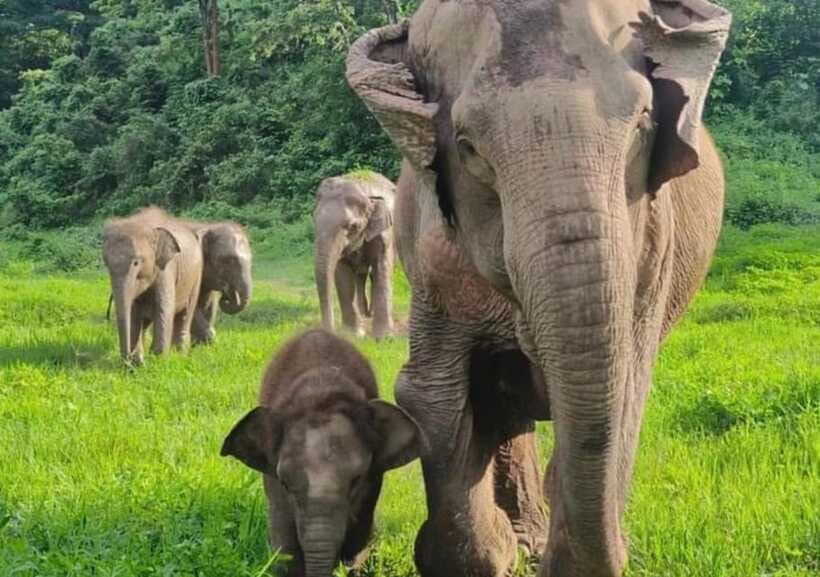 Chiang Mai | TeeTee Elephant Home Elephant Care Half-Day - Showering the elephants by the river
