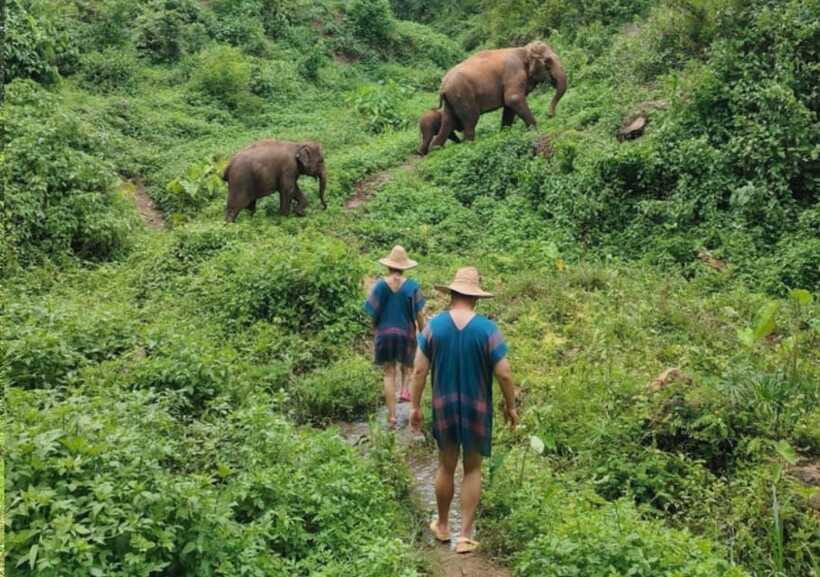Chiang Mai | TeeTee Elephant Home Elephant Care Half-Day - A generous vegetarian Pad Thai lunch