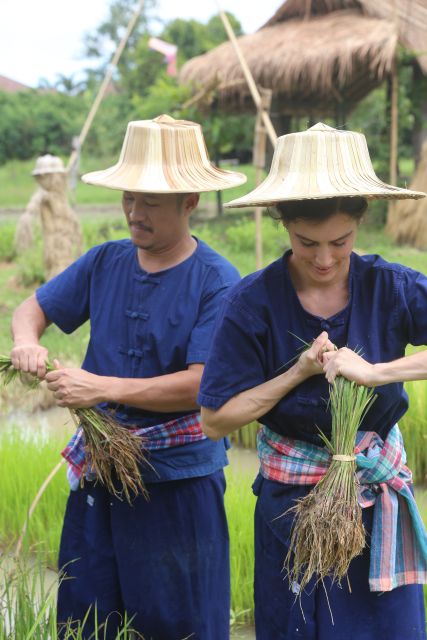 Chiang Mai: Thai Buffalo and Rice Planting Experience - Who will get the most from this experience?