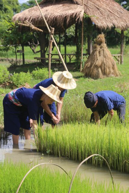 Chiang Mai: Thai Buffalo and Rice Planting Experience - Cutting grass before meeting the buffalo