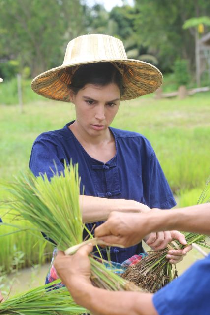 Chiang Mai: Thai Buffalo and Rice Planting Experience - Learning how rice seedlings become a meal