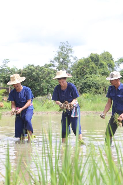 Chiang Mai: Thai Buffalo and Rice Planting Experience - Borrowed boots, farmer clothes, and muddy feet