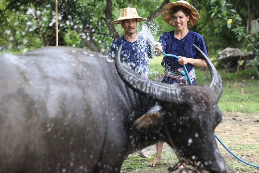 Chiang Mai: Thai Buffalo and Rice Planting Experience - Lunch: green curry, herbal drink, and mango sticky rice