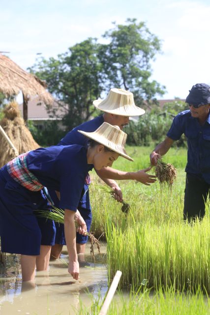 Chiang Mai: Thai Buffalo and Rice Planting Experience - Group size, pace, and the guide