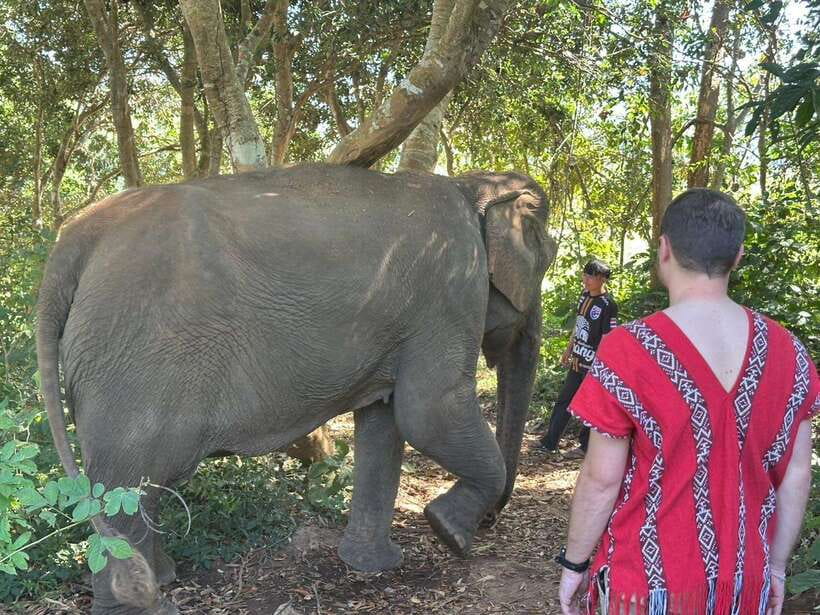 Chiang Mai Untouched Elephant: Nature Walk & Waterfall Trek - Key points to know before booking
