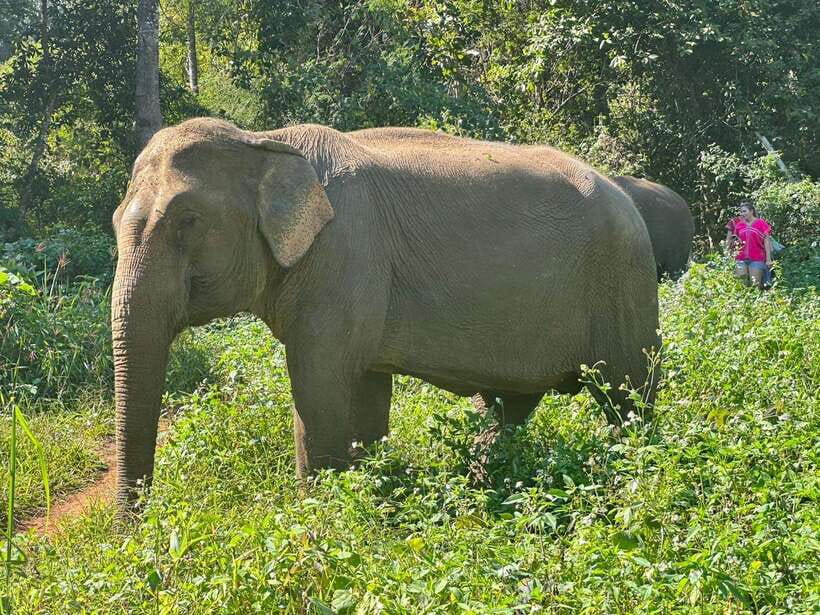 Chiang Mai Untouched Elephant: Nature Walk & Waterfall Trek - Mud, river water, and a natural elephant bath