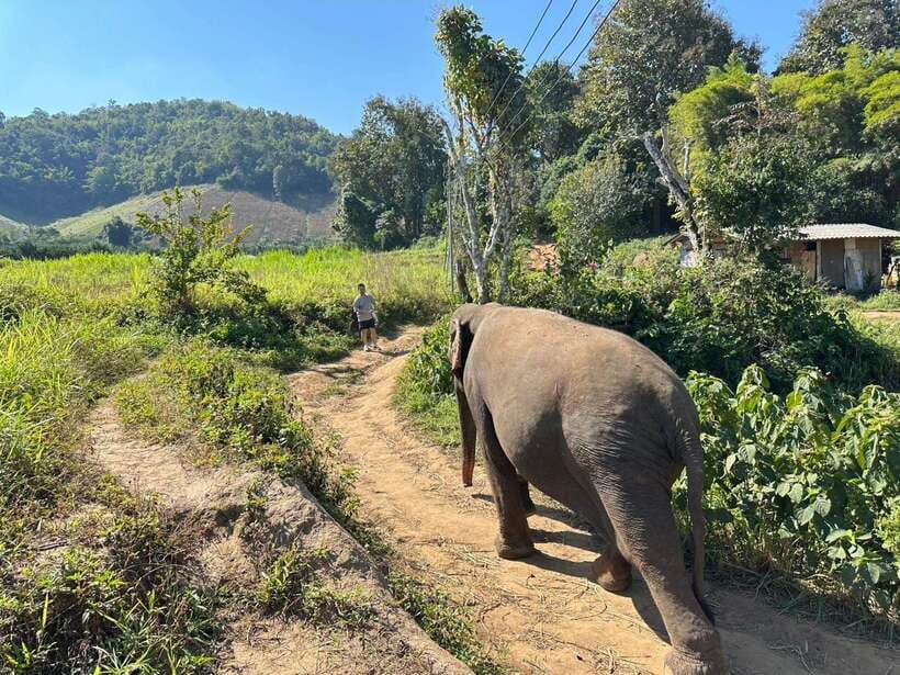 Chiang Mai Untouched Elephant: Nature Walk & Waterfall Trek - Is $51 a fair price?
