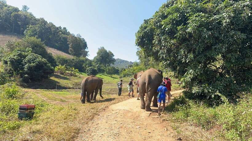 Chiang Mai Untouched Elephant: Nature Walk & Waterfall Trek - Who should book this Chiang Mai experience?