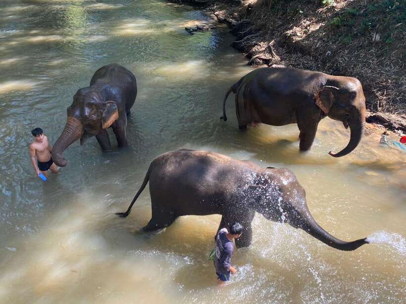 Chiang Mai Untouched Elephant: Nature Walk & Waterfall Trek - The two-hour ride from Chiang Mai