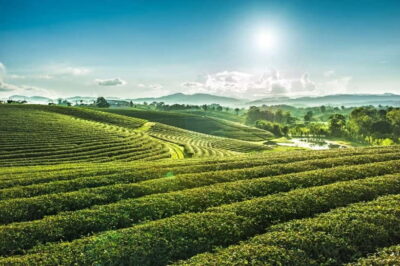 7 Major Sites, Golden Triangle & Tea Plantation