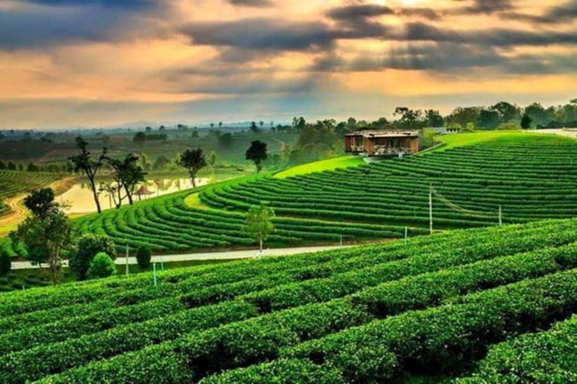 Chiang Rai: 7 Major Sites, Golden Triangle & Tea Plantation - The Black House is art, not a temple