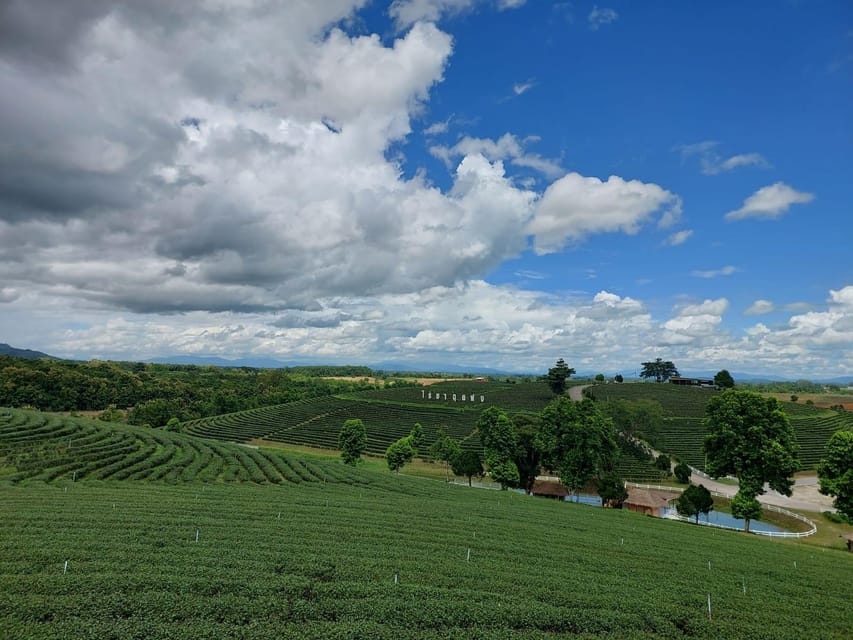 Chiang Rai: Top Temples & Signature Attractions ~Free Buffet - What the day feels like in practice