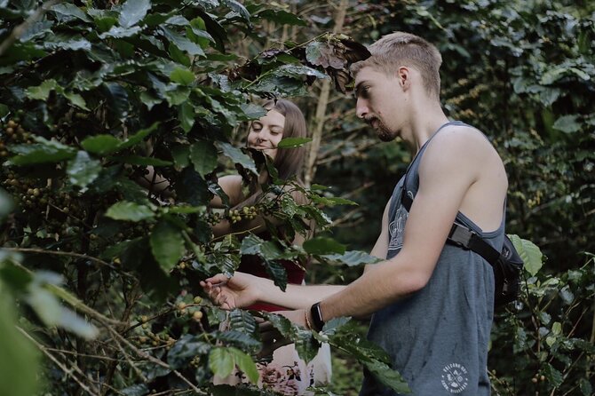 Chiangmai Coffee Farm Tour - Picking coffee cherries among the farm’s trees