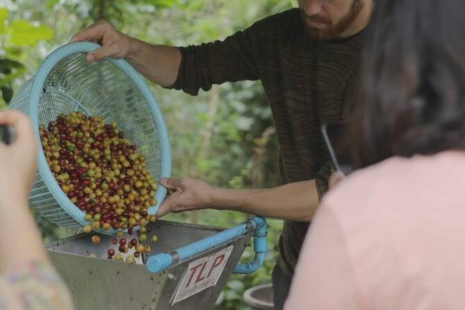 Chiangmai Coffee Farm Tour - From fruit to bean, with a dried-cherry souvenir