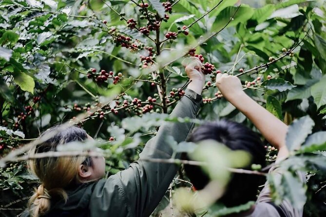 Chiangmai Coffee Farm Tour - A welcome drink made from coffee flowers