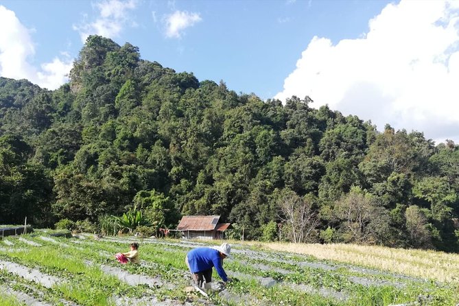 Doi Inthanon Day Trip:Twin Pagodas,Soft Hiking,Coffee Plantation - Hilltribe villages, fields, and local products