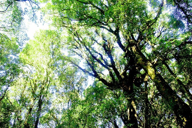 Doi Inthanon National Park, Waterfall & Royal Project Day Tour From Chiang Mai - How much walking and driving should you expect?