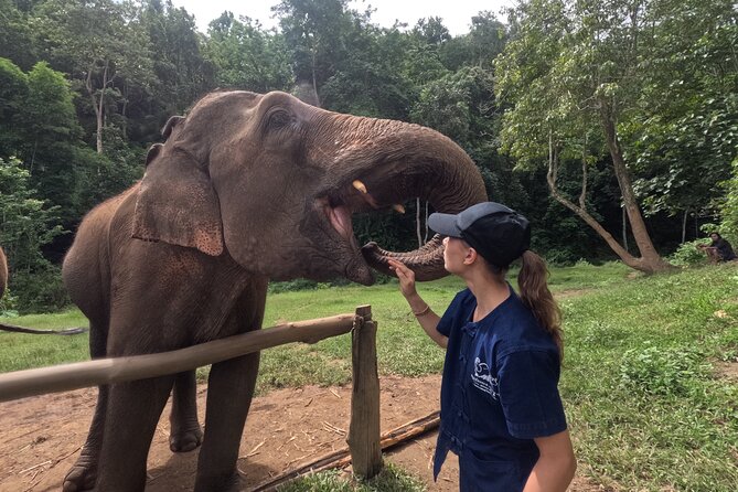 Elephant care program at CHIANGMAI ELEPHANT CARE - Key details at a glance
