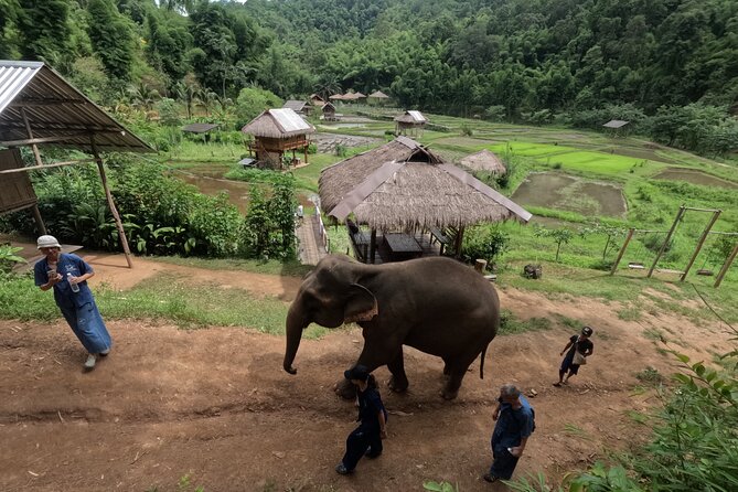 Elephant care program at CHIANGMAI ELEPHANT CARE - Why this elephant visit feels different
