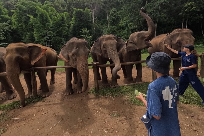 Elephant care program at CHIANGMAI ELEPHANT CARE - Walking beside elephants instead of riding them