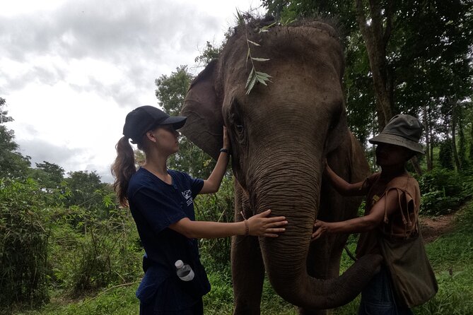 Elephant care program at CHIANGMAI ELEPHANT CARE - Bathing and water activities: read the fine print