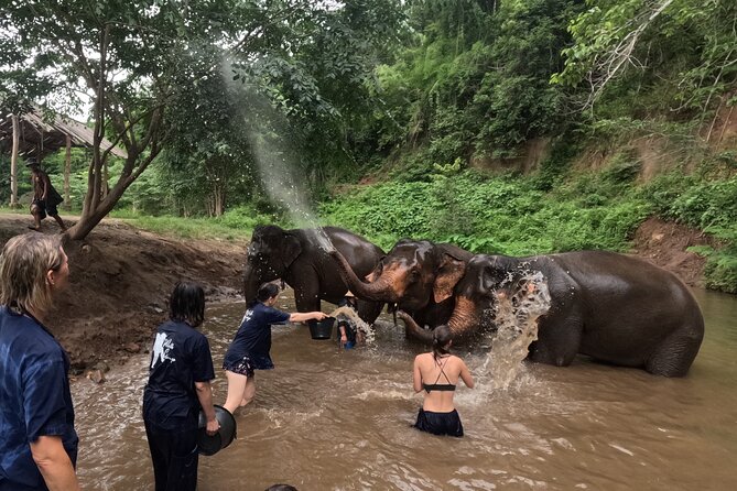Elephant care program at CHIANGMAI ELEPHANT CARE - Lunch in a rural setting