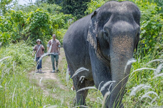 Elephant Sanctuary Small Group Tour in Phuket - Why this elephant visit feels different