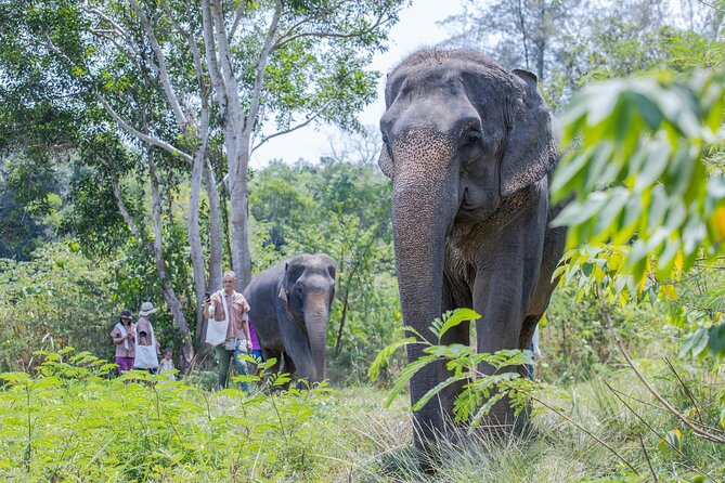Elephant Sanctuary Small Group Tour in Phuket - Making banana and herbal elephant snacks