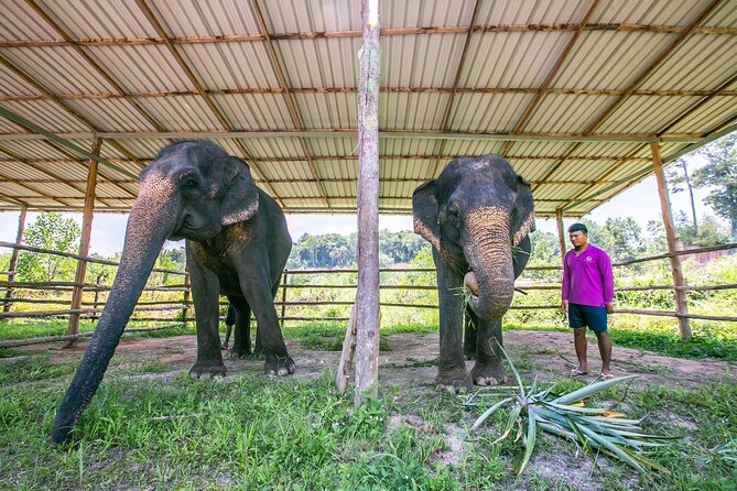 Elephant Sanctuary Small Group Tour in Phuket - Who should book this four-hour tour