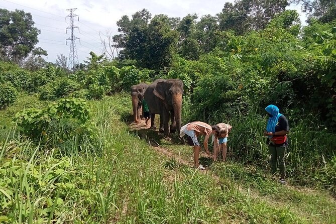 Elephant Sanctuary Small Group Tour in Phuket - Price, group size, and the practical tradeoffs