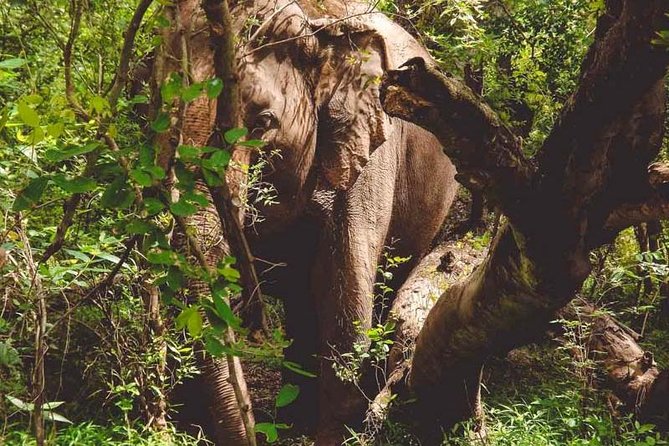 Erawan Waterfall and Elephant Care: Private Tour to Kanchanabur - Who should book this experience
