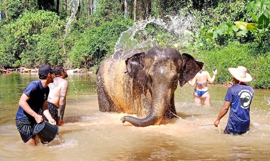 Ethical Elephant Sanctuary Experience in Khao Lak - Prepare an herbal supplement for the elephants