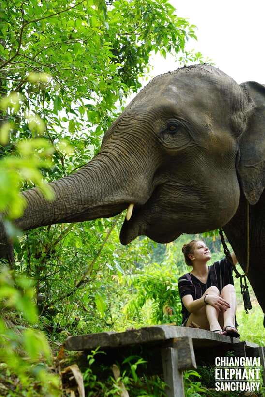 Exclusive experience half day with family giant animals - A long mountain ride leads to the elephants