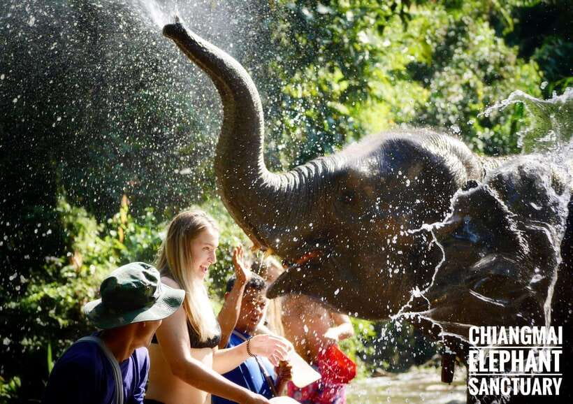 Exclusive experience half day with family giant animals - Walking beside the elephants