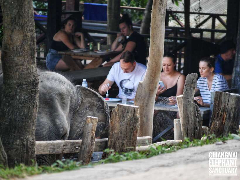 Exclusive experience half day with family giant animals - River bathing and swimming