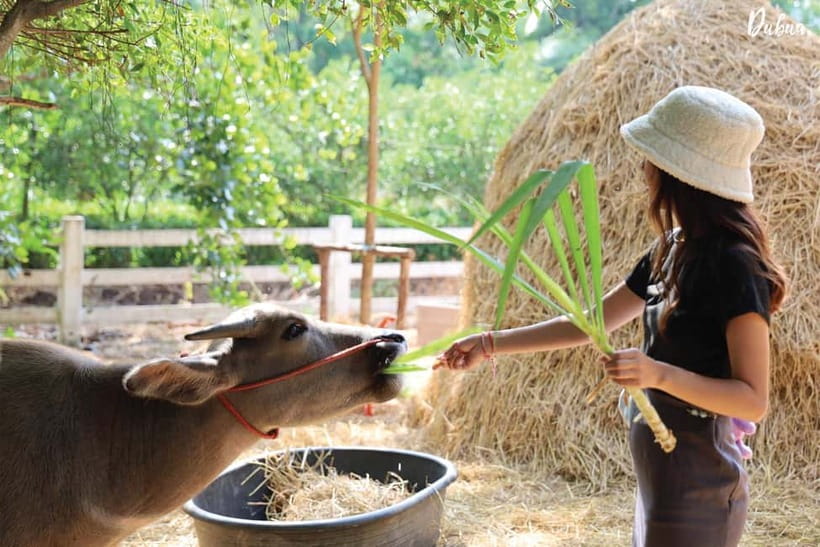 From Bangkok: Don Wai Market, Wat Samphran & Lotus Café Tour - Timing, heat, and what to carry