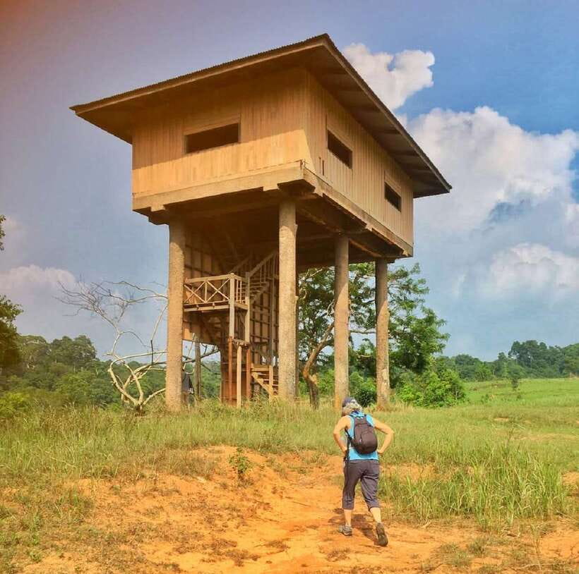 From Bangkok: Khao Yai National Park Small-Group Day Trip - The Nong Phak Chi Trail and its observation tower