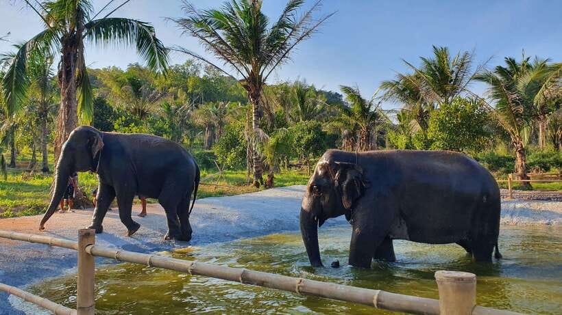 From Bangkok: Living Green Elephant Sanctuary Day Trip - Why this elephant visit feels different