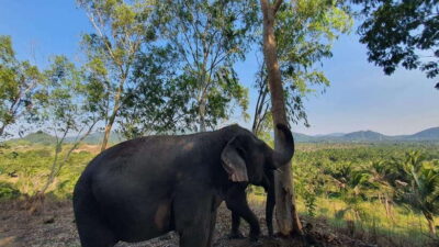 Living Green Elephant Sanctuary Day Trip