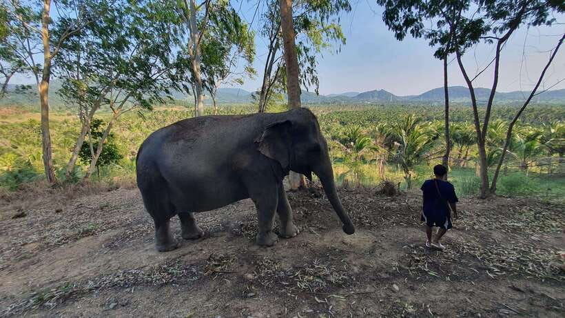 From Bangkok: Living Green Elephant Sanctuary Day Trip - Arriving in Mo Hom clothing