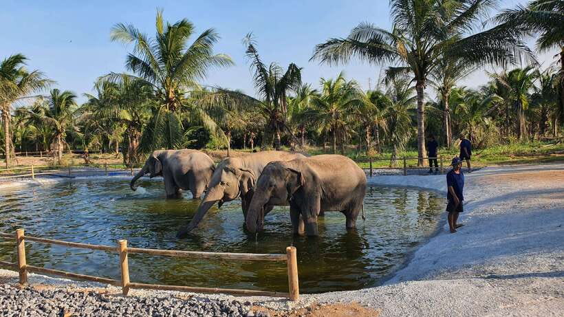From Bangkok: Living Green Elephant Sanctuary Day Trip - How ethical is the setup?