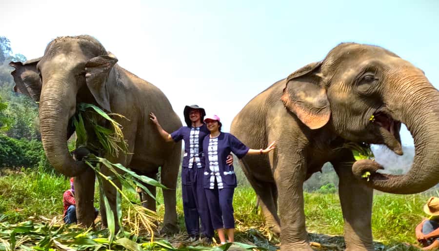 From Chiang Mai: Chiang Mai Elephant Care Morning Program - Key points to know before booking
