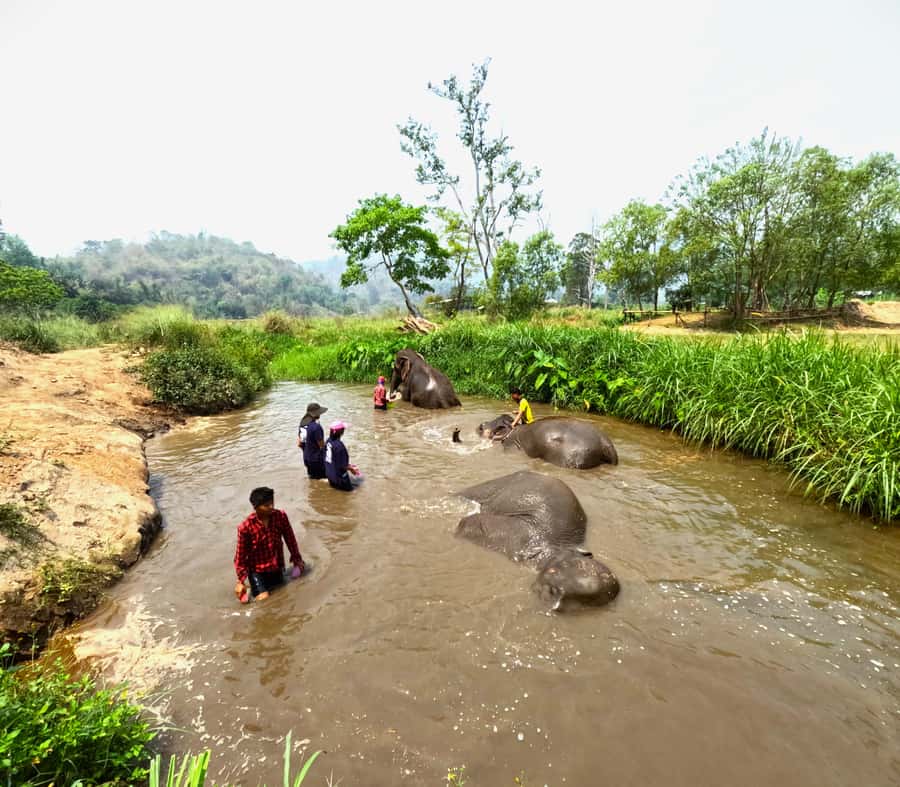 From Chiang Mai: Chiang Mai Elephant Care Morning Program - Walking and watching the elephants
