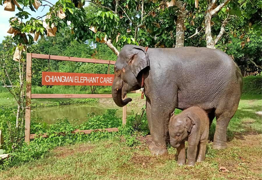 From Chiang Mai: Chiang Mai Elephant Care Morning Program - Homemade pad Thai with an elephant view
