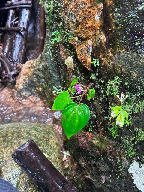 From Chiang Mai: Doi Saket Hiking Tour with Lunch - What the guides add