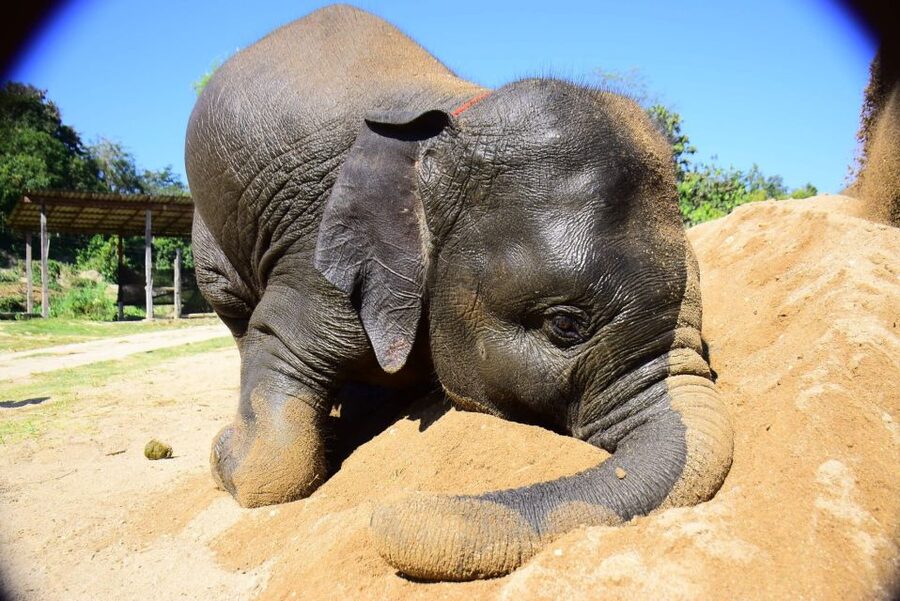 From Chiang Mai: Elephant Care Program and Nursery Tour - Key points to know before you book