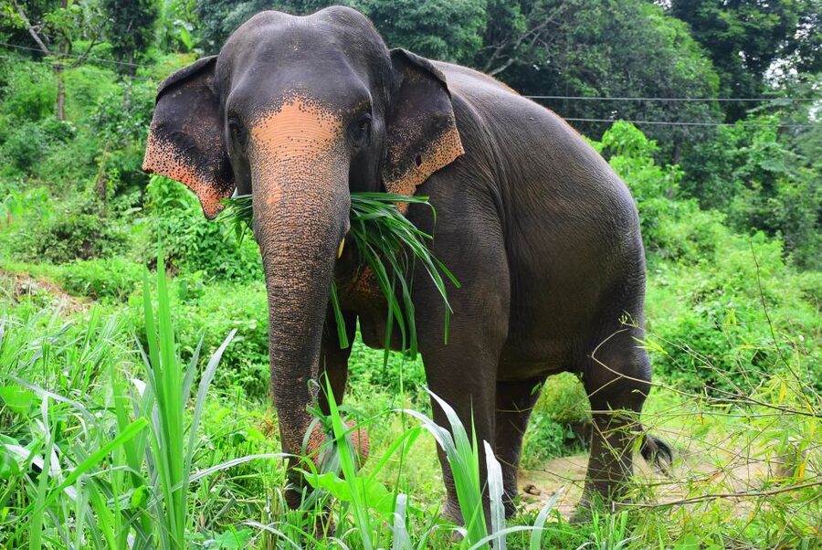 From Chiang Mai: Elephant Care Program and Nursery Tour - The one-hour ride from Chiang Mai to Mae Tang