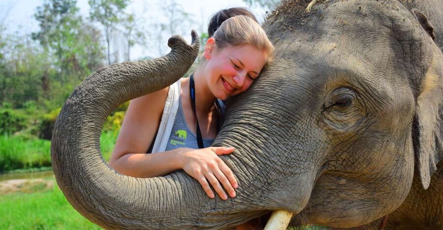 From Chiang Mai: Elephant Care Program and Nursery Tour - Feeding bananas and making elephant medicine balls